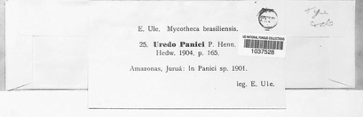 Uredo panici image